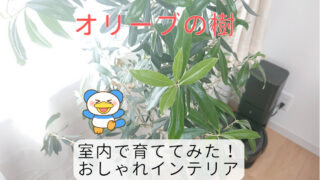 オリーブの樹　アイキャッチ